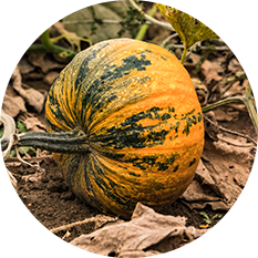 styrian pumpkin