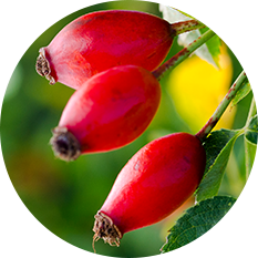 rosehip fruit
