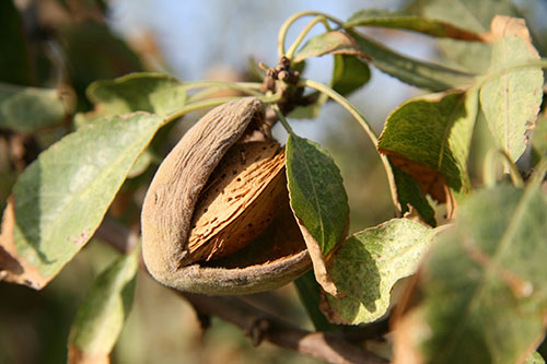 almond plant